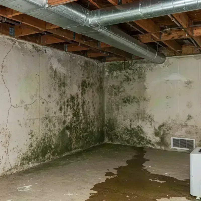 Professional Mold Removal in Camdenton, MO